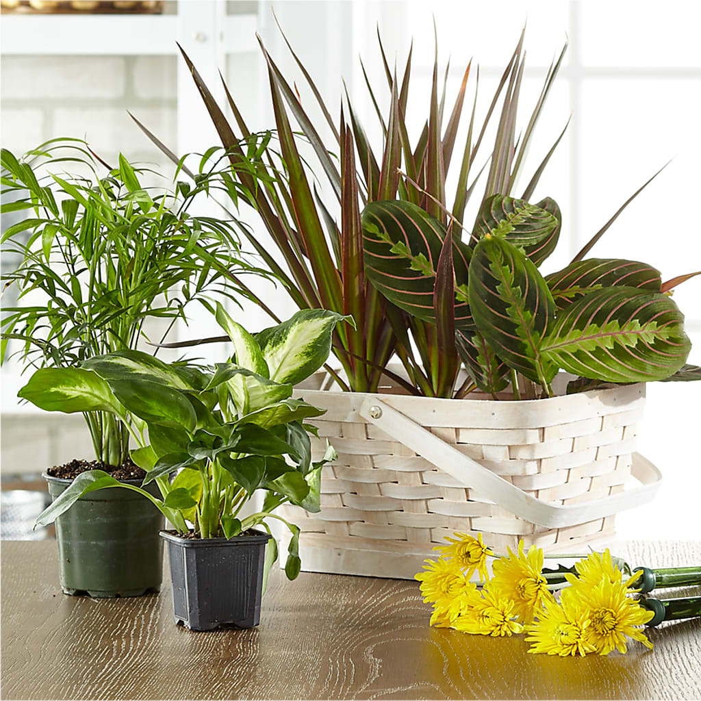 Florist Designed Blooming and Green Plants in a Basket – Garden Of Eden Florist, San Antonio TX