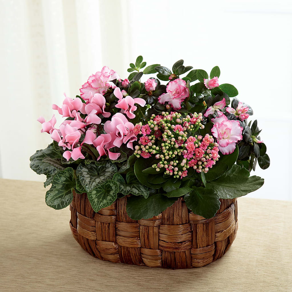 Pink Assortment – Garden Of Eden Florist, San Antonio TX