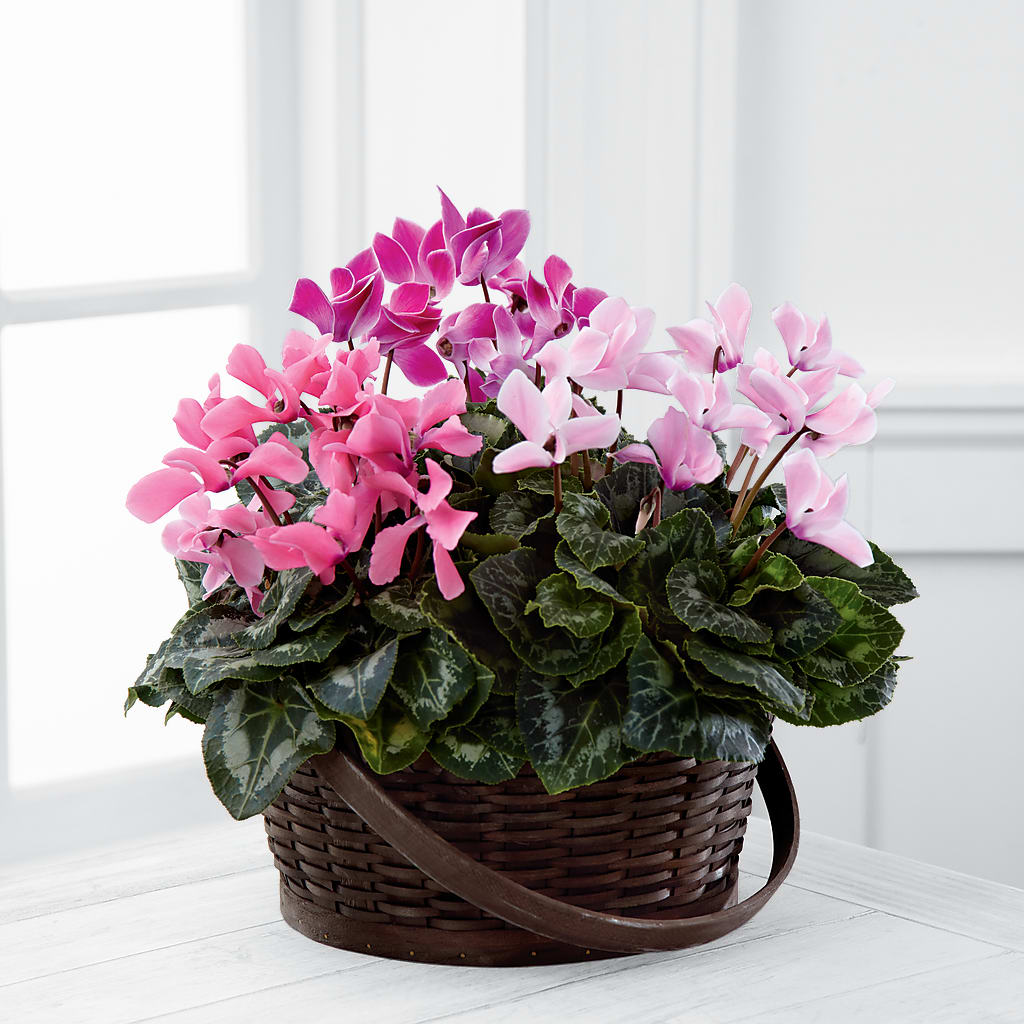 Mixed Cyclamen Planter – Garden Of Eden Florist, San Antonio TX