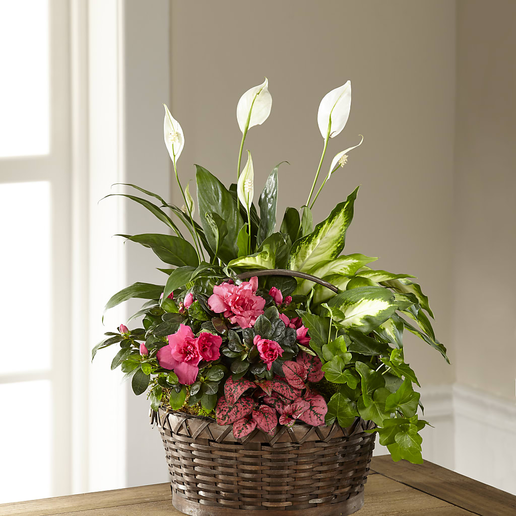 Dream in Pink Dishgarden – Garden Of Eden Florist, San Antonio TX
