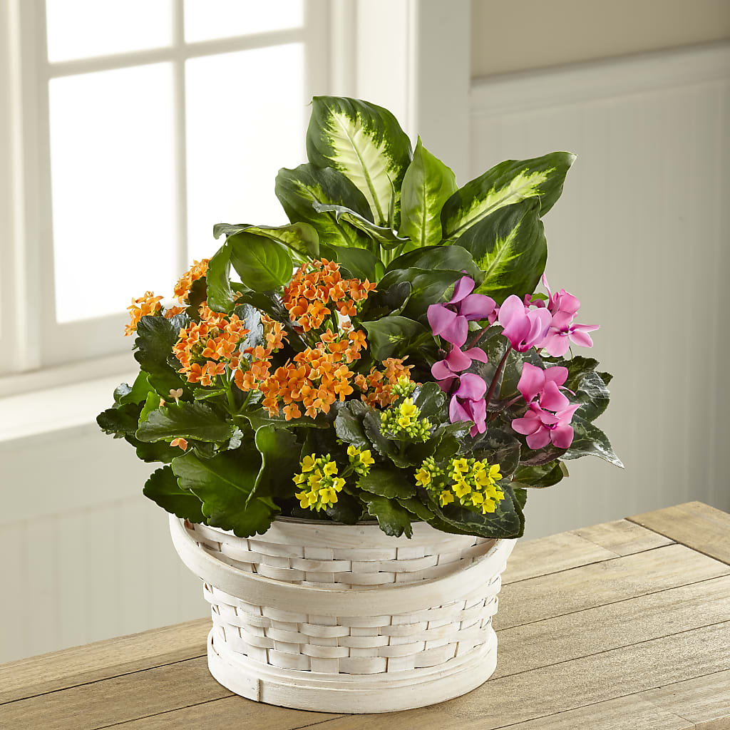 Color Crush Dishgarden – Garden Of Eden Florist, San Antonio TX