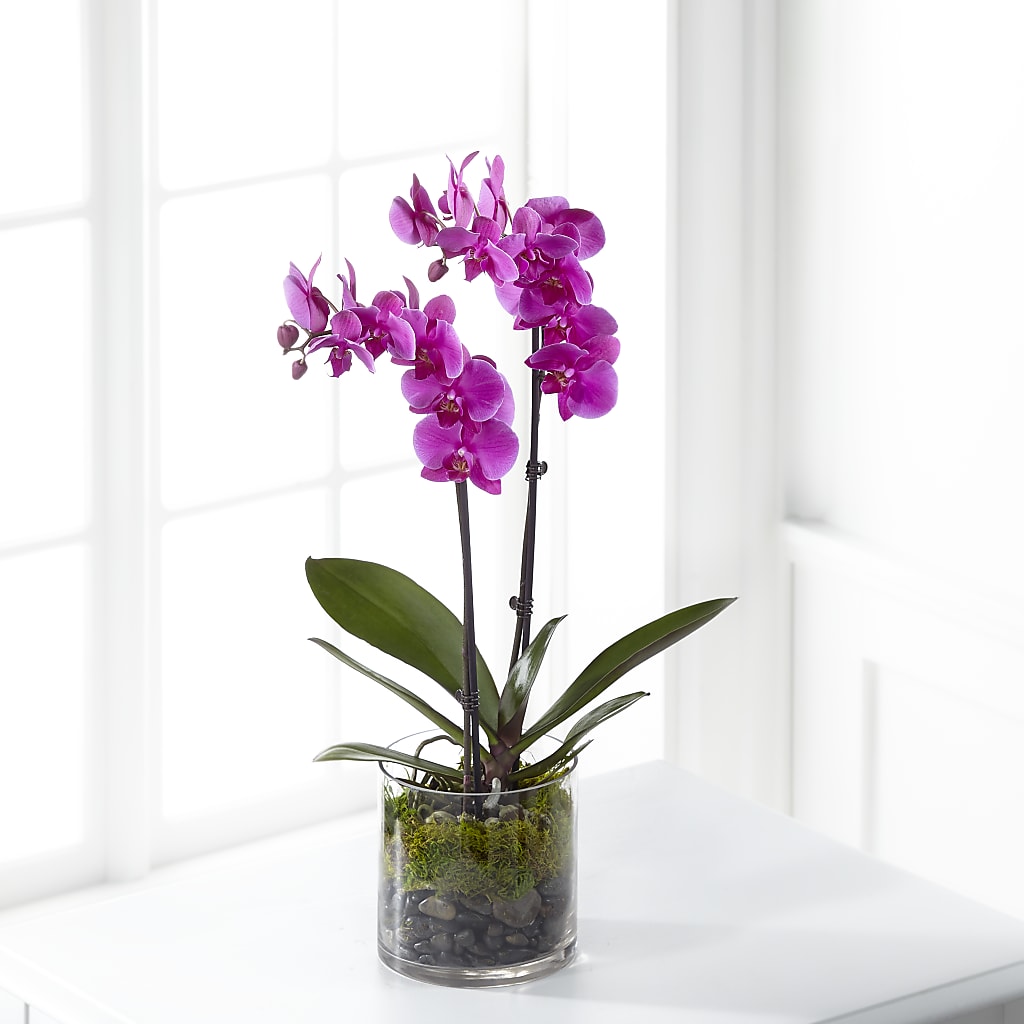 Pink Orchid Plant – Garden Of Eden Florist, San Antonio TX