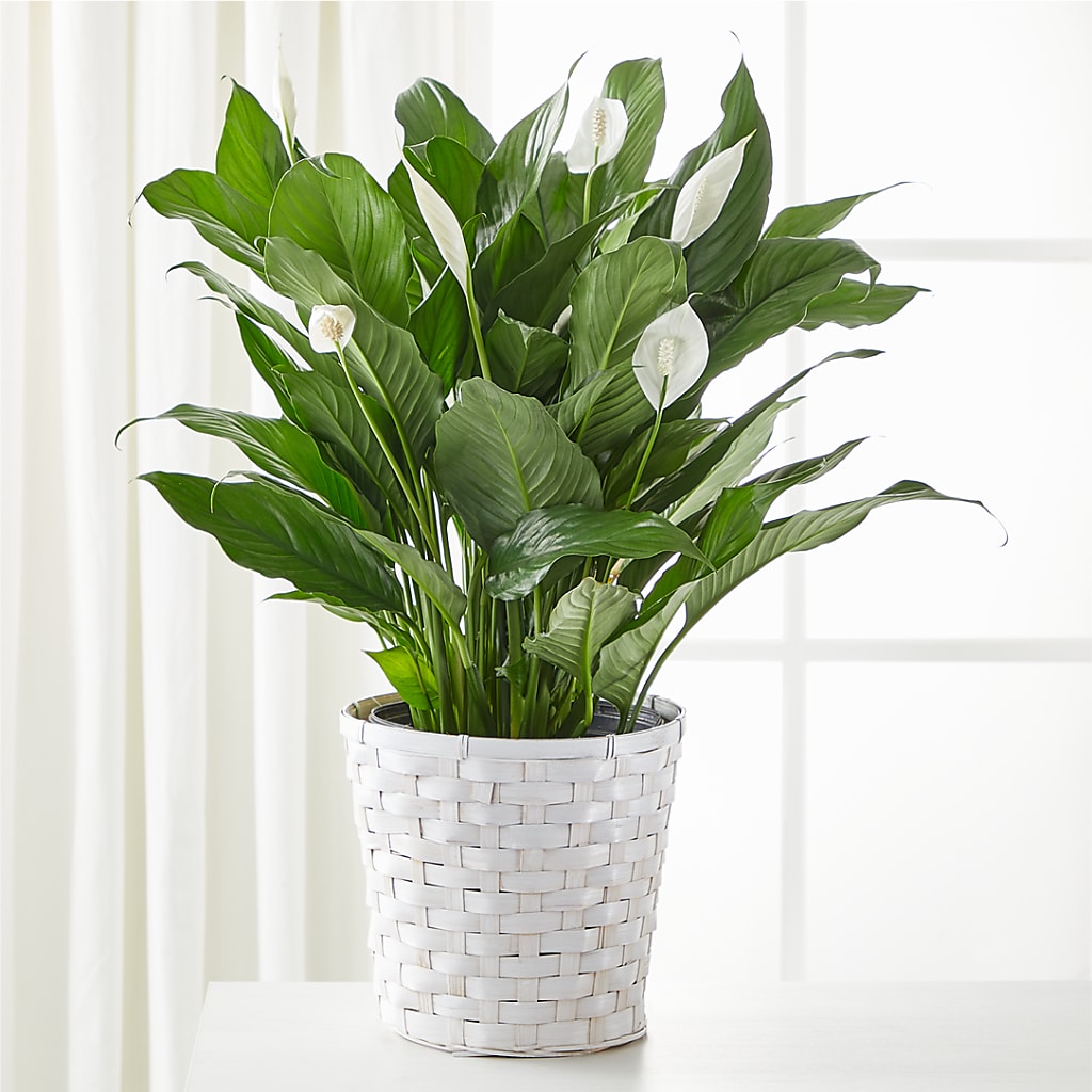 A New Leaf Peace Lily – Garden Of Eden Florist, San Antonio TX