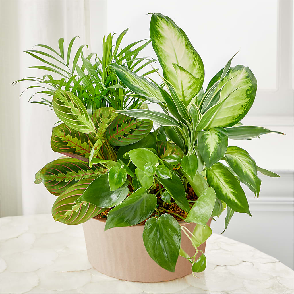 Balance & Harmony Dishgarden – Garden Of Eden Florist, San Antonio TX