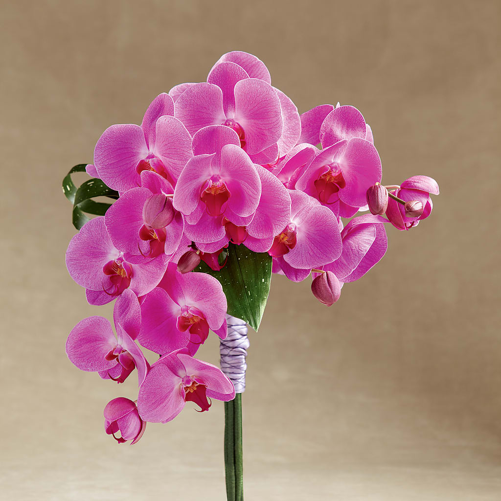 Glorious Bouquet – Garden Of Eden Florist, San Antonio TX