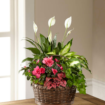 Dream in Pink Dishgarden –  Garden Of Eden Florist, San Antonio TX