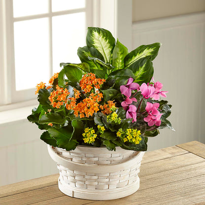 Color Crush Dishgarden –  Garden Of Eden Florist, San Antonio TX