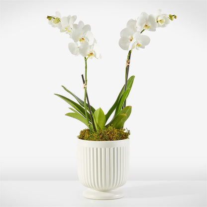 Whispering White Orchid –  Garden Of Eden Florist, San Antonio TX