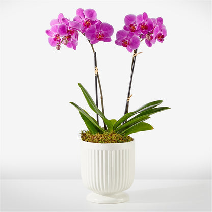 Friendly Fuchsia Orchid –  Garden Of Eden Florist, San Antonio TX