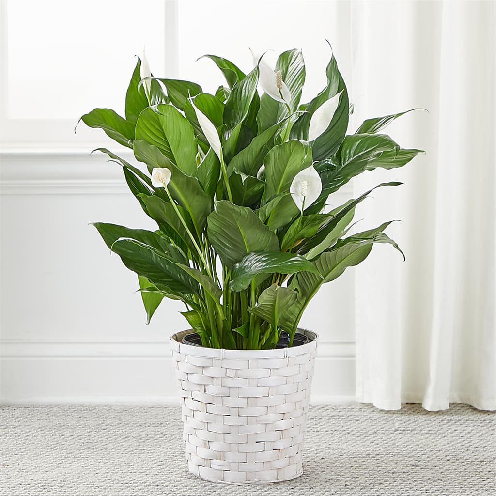 A New Leaf Peace Lily –  Garden Of Eden Florist, San Antonio TX