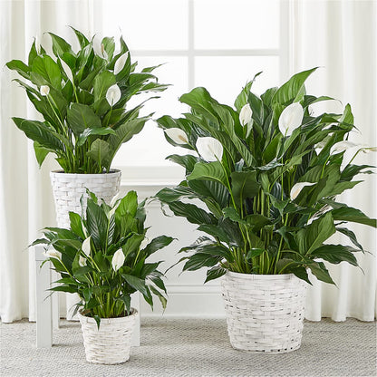 A New Leaf Peace Lily –  Garden Of Eden Florist, San Antonio TX